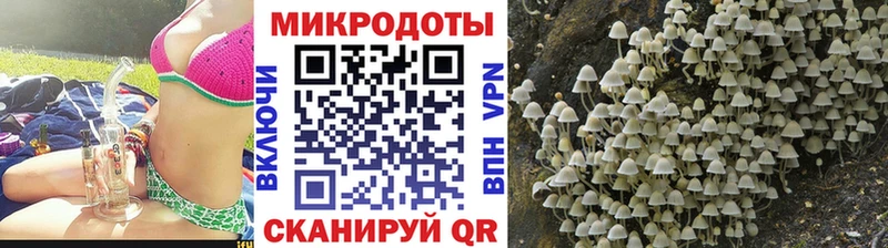купить  сайты  Мураши  Псилоцибиновые грибы Psilocybine cubensis 